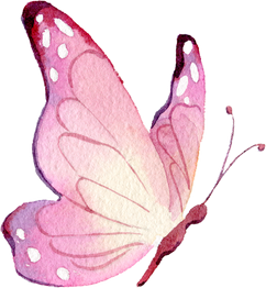 Pink butterfly Watercolor illustration