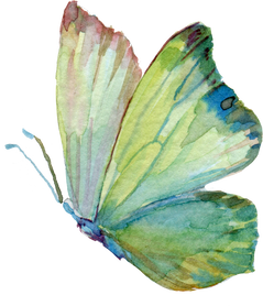 Butterfly Watercolor
